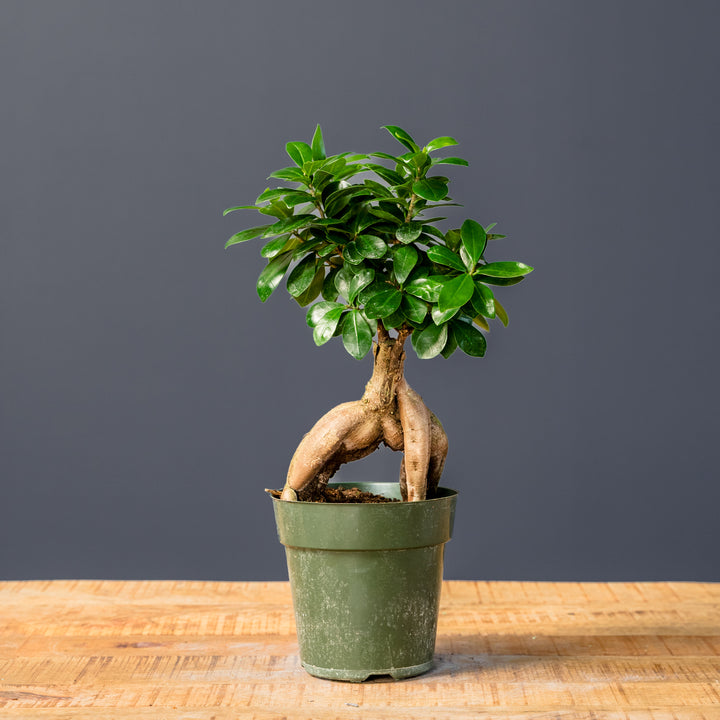 Ficus Ginseng (Ficus microcarpa)