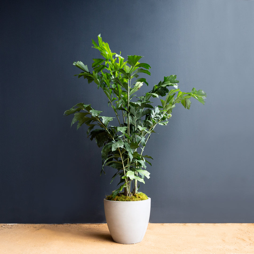Palm - Fishtail (Caryota Mitis)