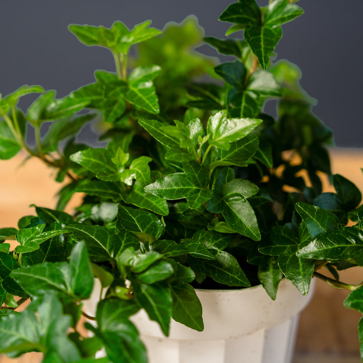 Ivy Shamrock (Hedera helix)