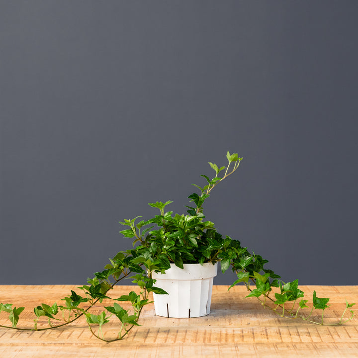 Ivy Shamrock (Hedera helix)