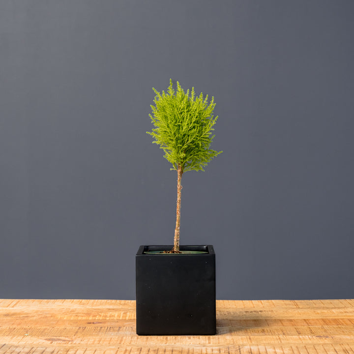 Lemon Cypress Topiary (Cupressus macrocarpa)