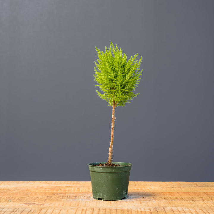 Lemon Cypress Topiary (Cupressus macrocarpa)
