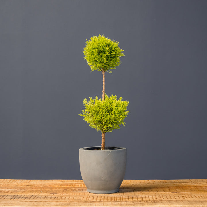 Lemon Cypress Topiary Double Ball (Cupressus macrocarpa)