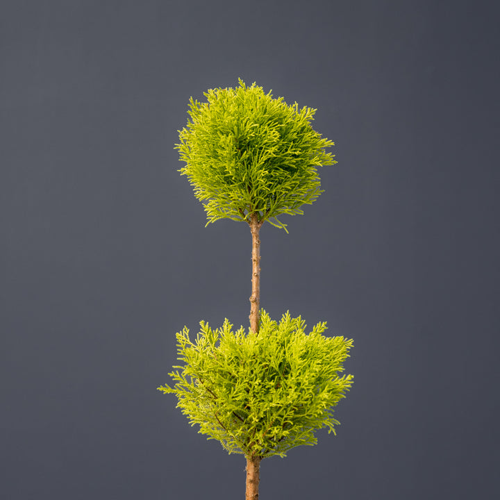 Lemon Cypress Topiary Double Ball (Cupressus macrocarpa)