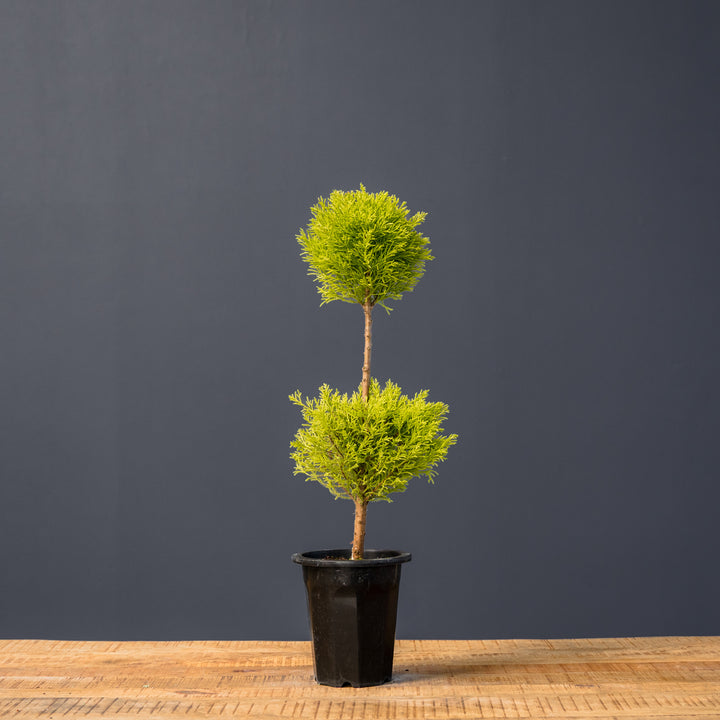Lemon Cypress Topiary Double Ball (Cupressus macrocarpa)