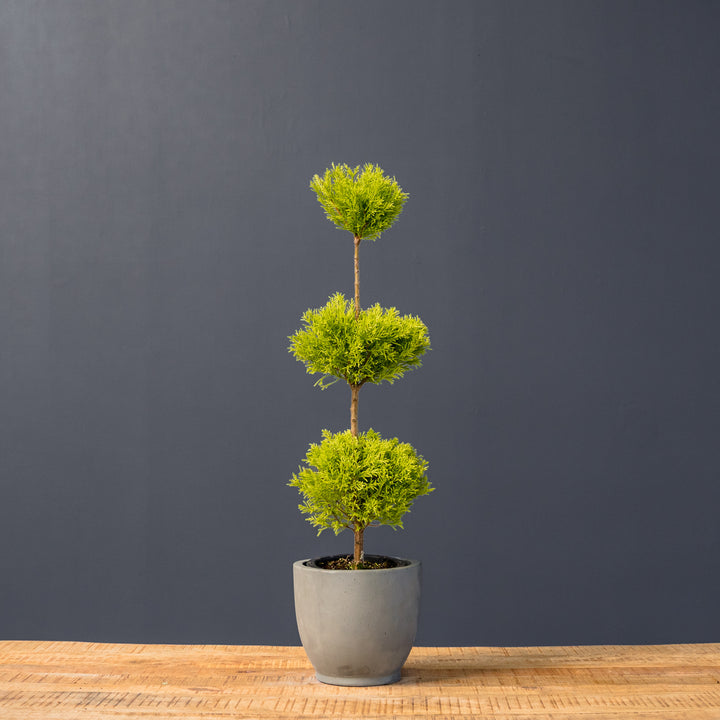 Lemon Cypress Topiary Triple Ball (Cupressus macrocarpa)