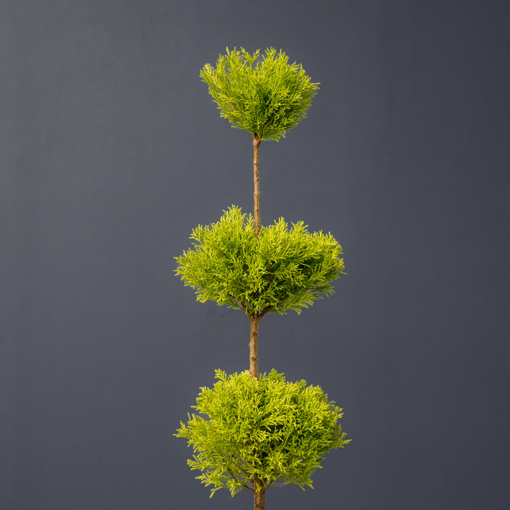 Lemon Cypress Topiary Triple Ball (Cupressus macrocarpa)