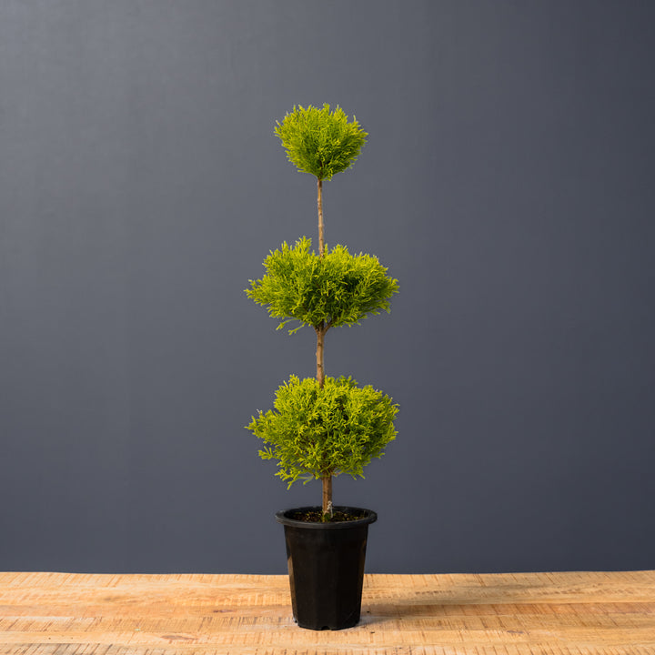 Lemon Cypress Topiary Triple Ball (Cupressus macrocarpa)