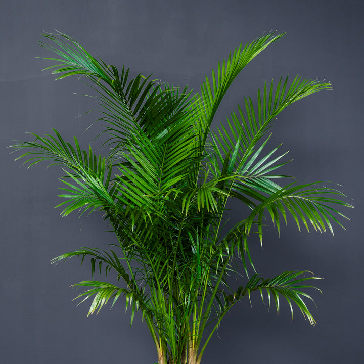 Palm - Majesty (Ravena Rivularis)