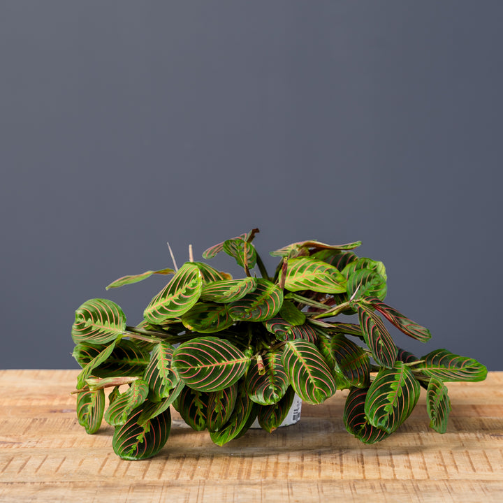 Prayer Plant - Red (Maranta leuconeura 'Red')