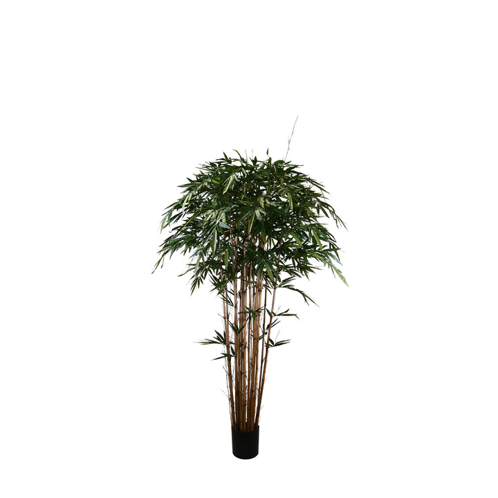 Bamboo Tree (Faux)
