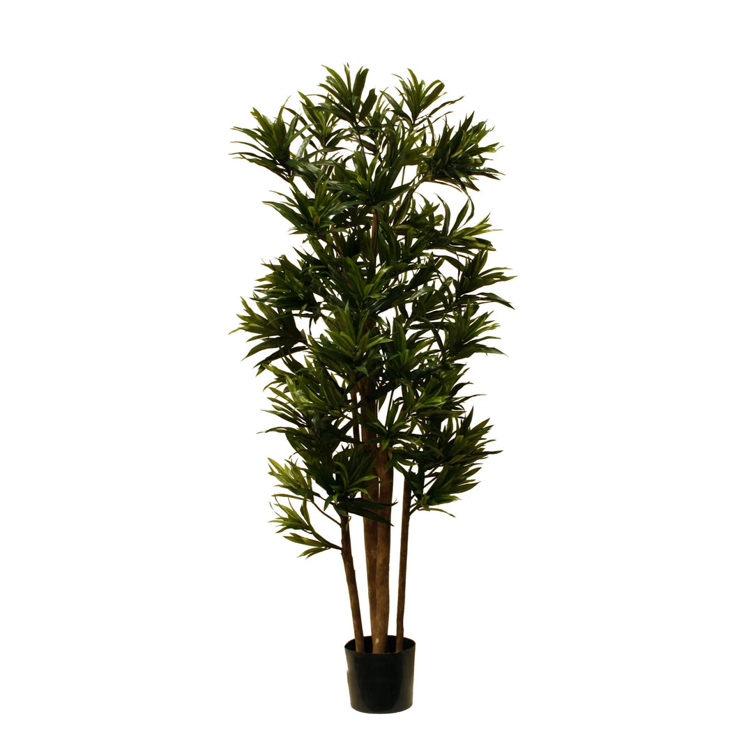 Dracaena Reflexa Multi Trunk (Faux)