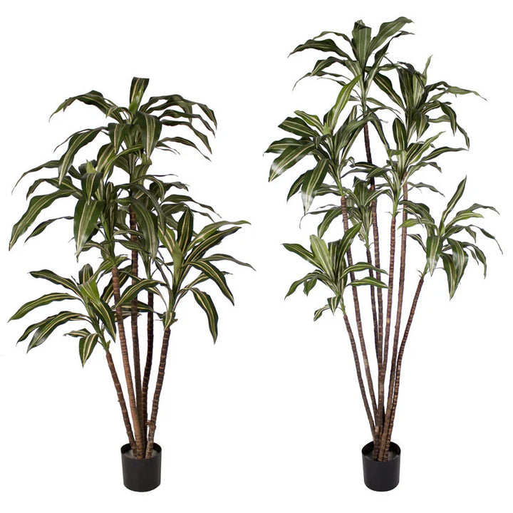 Dracaena Warnecki (Faux)