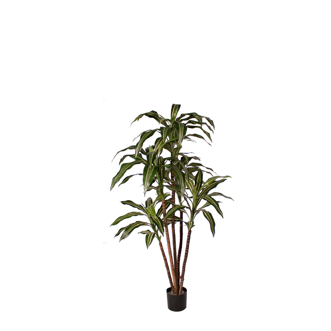 Dracaena Warnecki 4 ft (Faux)