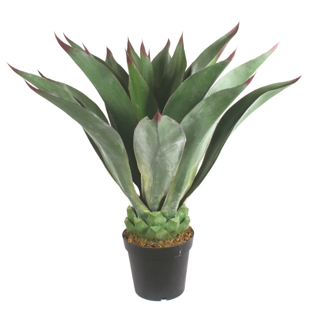 Giant Aeonium Plant (Faux)