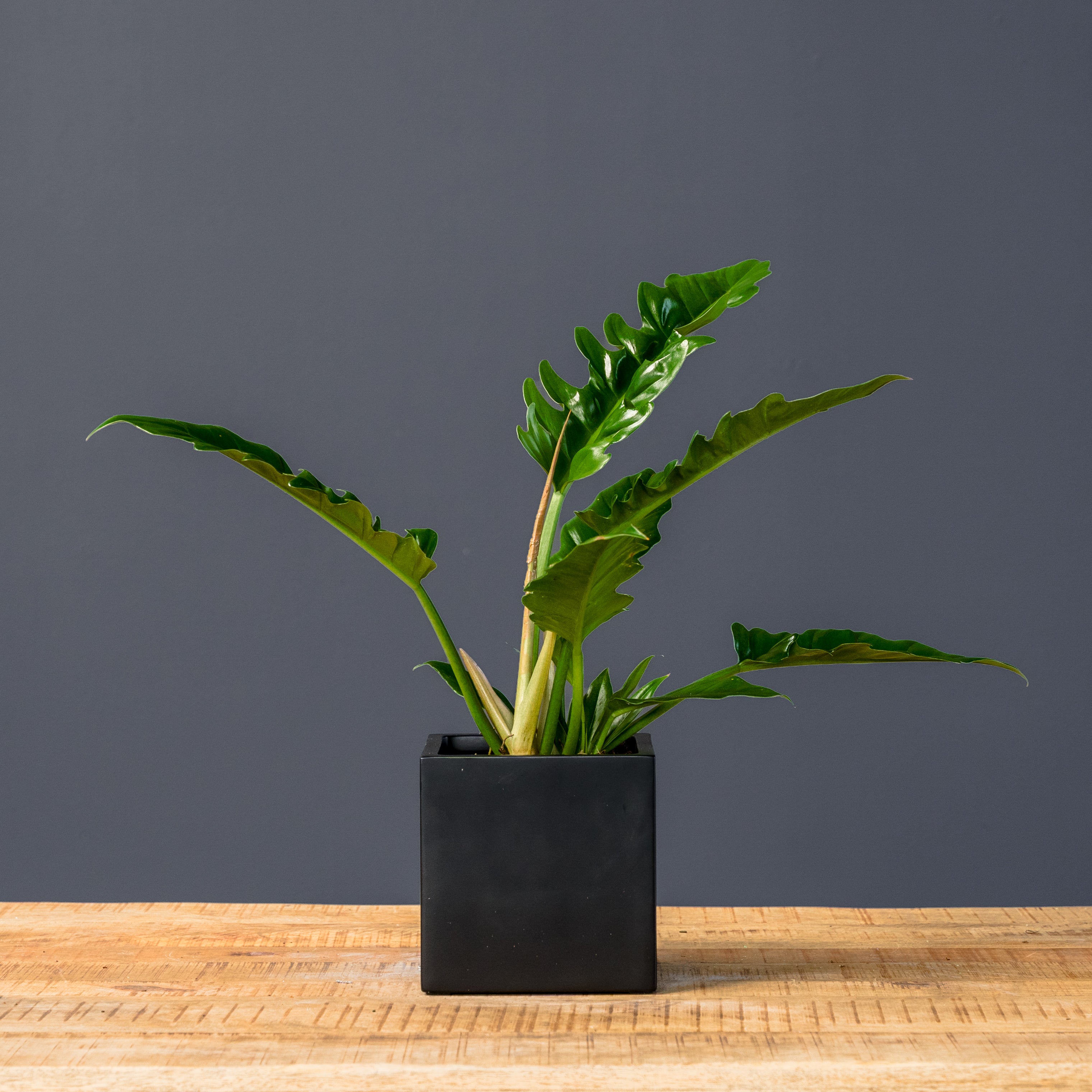 philodendron with serrated leaves Philodendron Narrow (Philodendron selloum 'Narrow') – Rolling Greens