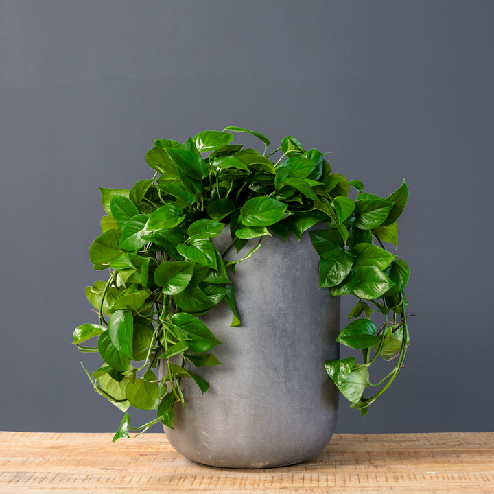 Pothos - Jade (Epipremnum aureum 'Green Jade')