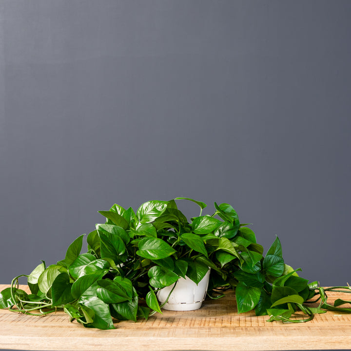 Pothos - Jade (Epipremnum aureum 'Green Jade')