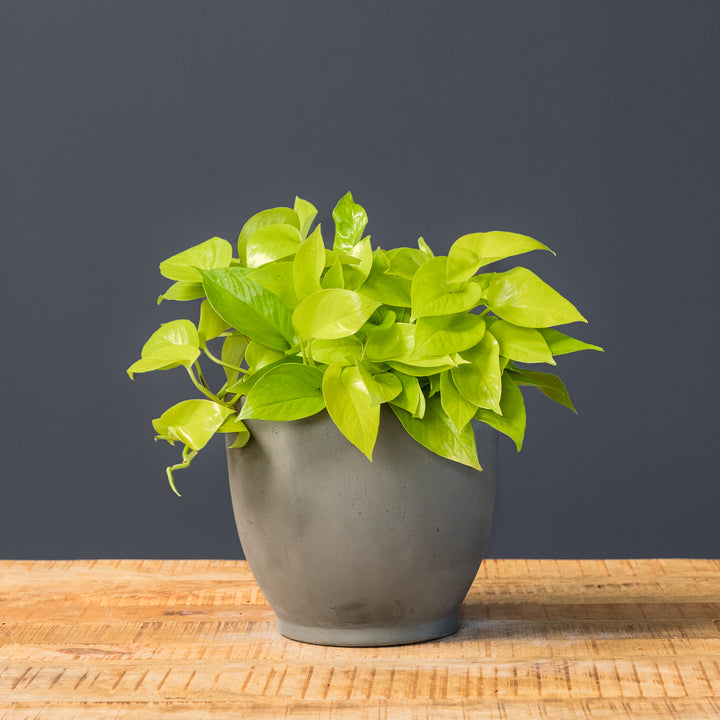 Pothos - Neon (Epipremnum aureum 'Neon')