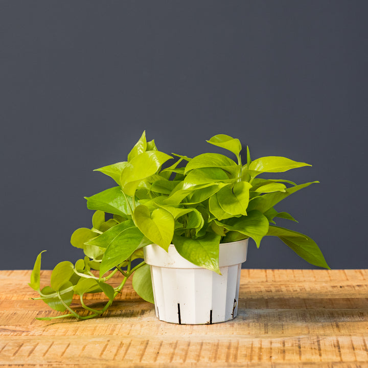 Pothos - Neon (Epipremnum aureum 'Neon')