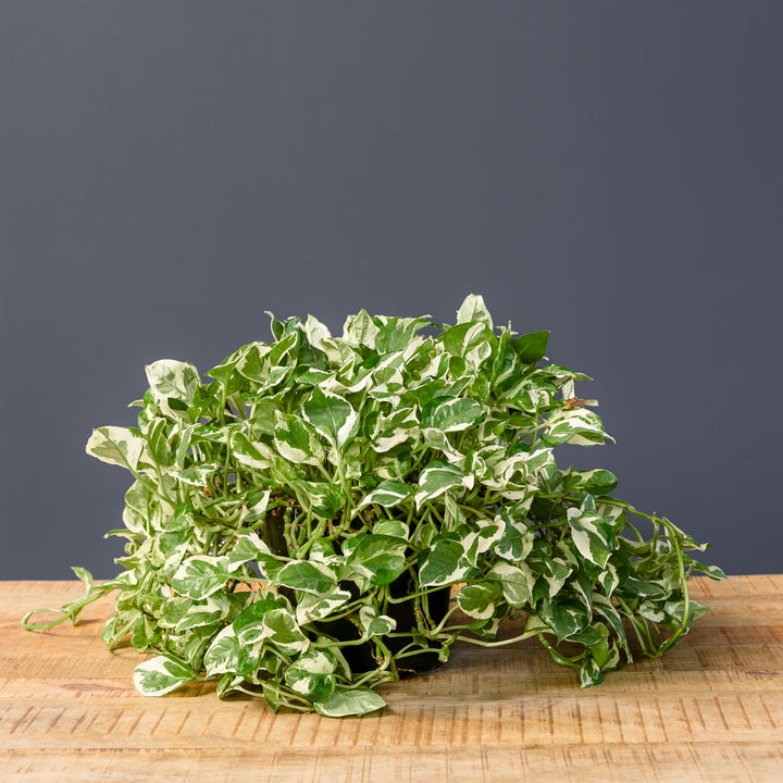 Pothos - Njoy (Epipremnum aureum 'Njoy')