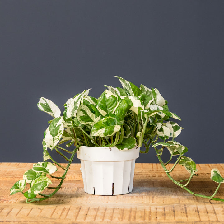 Pothos - Njoy (Epipremnum aureum 'Njoy')