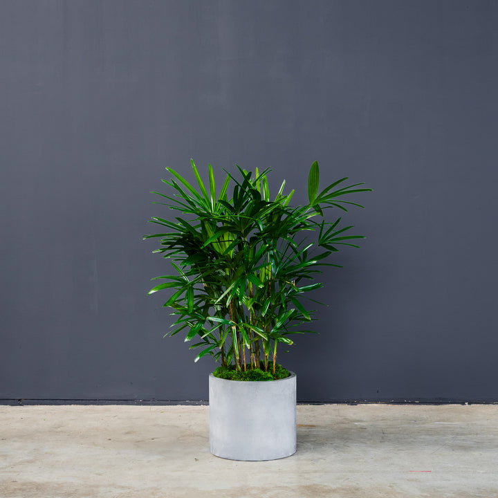 Palm - Rhapis (Rhapis Excelsa)