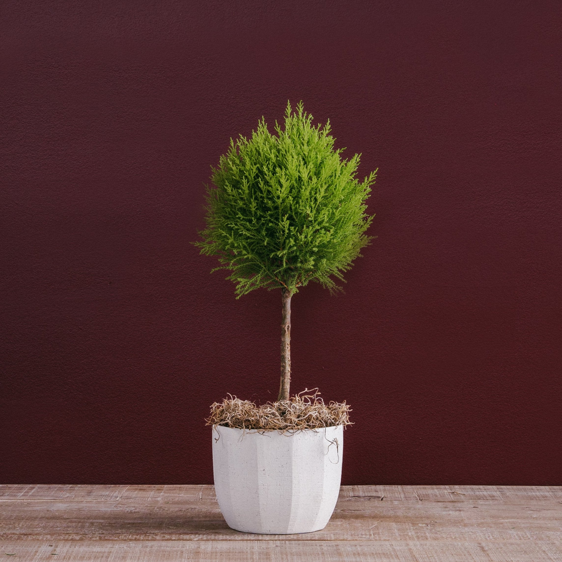 Lemon Cypress Topiary in White Geometric – Rolling Greens