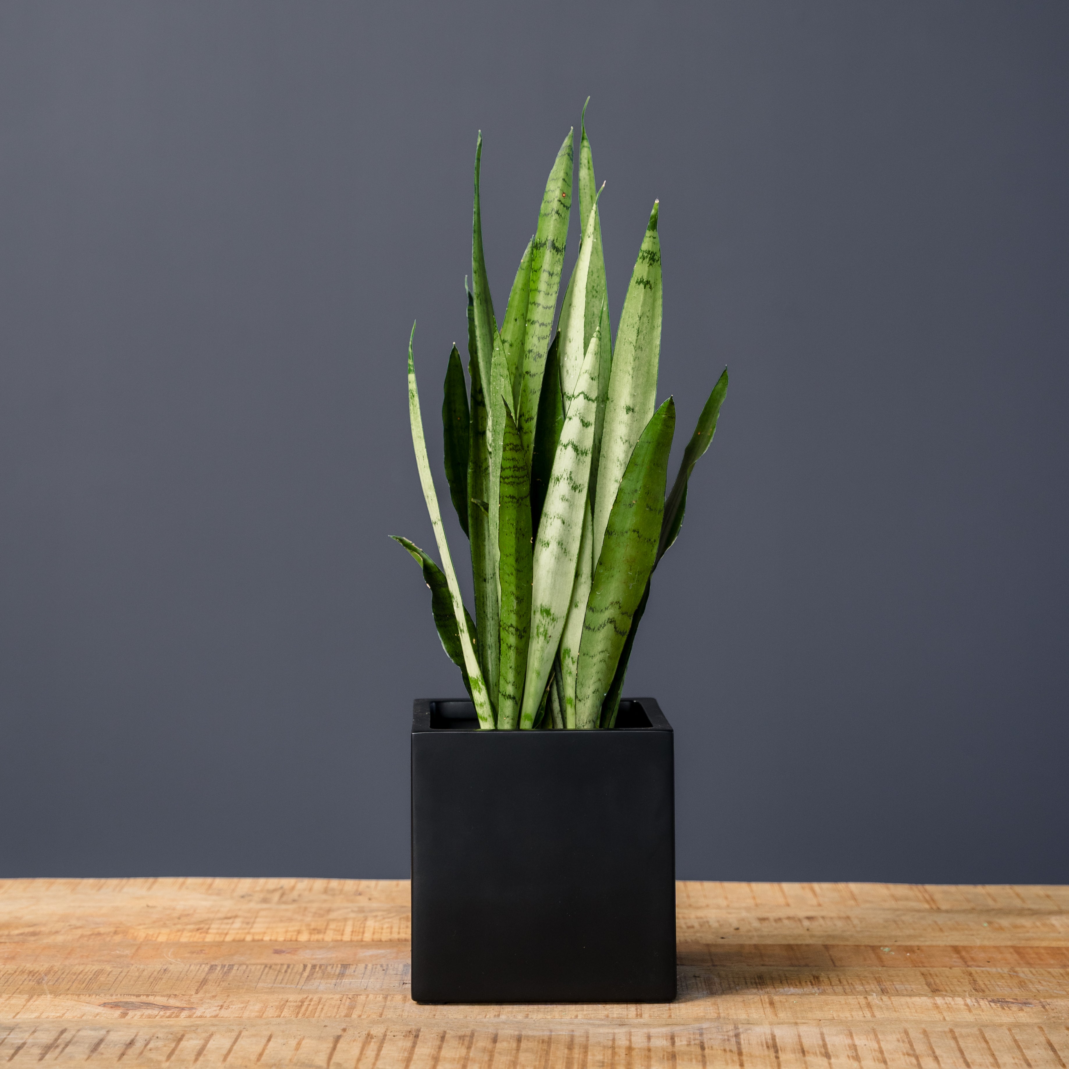 Snake Plant (Sansevieria Spearmint) – Rolling Greens