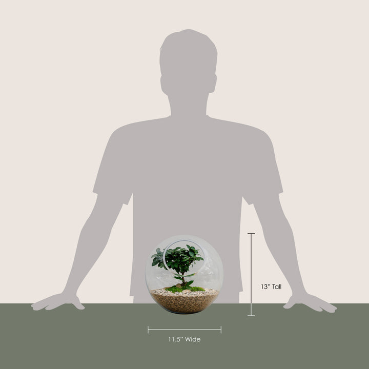 Artistic Ginseng in Glass