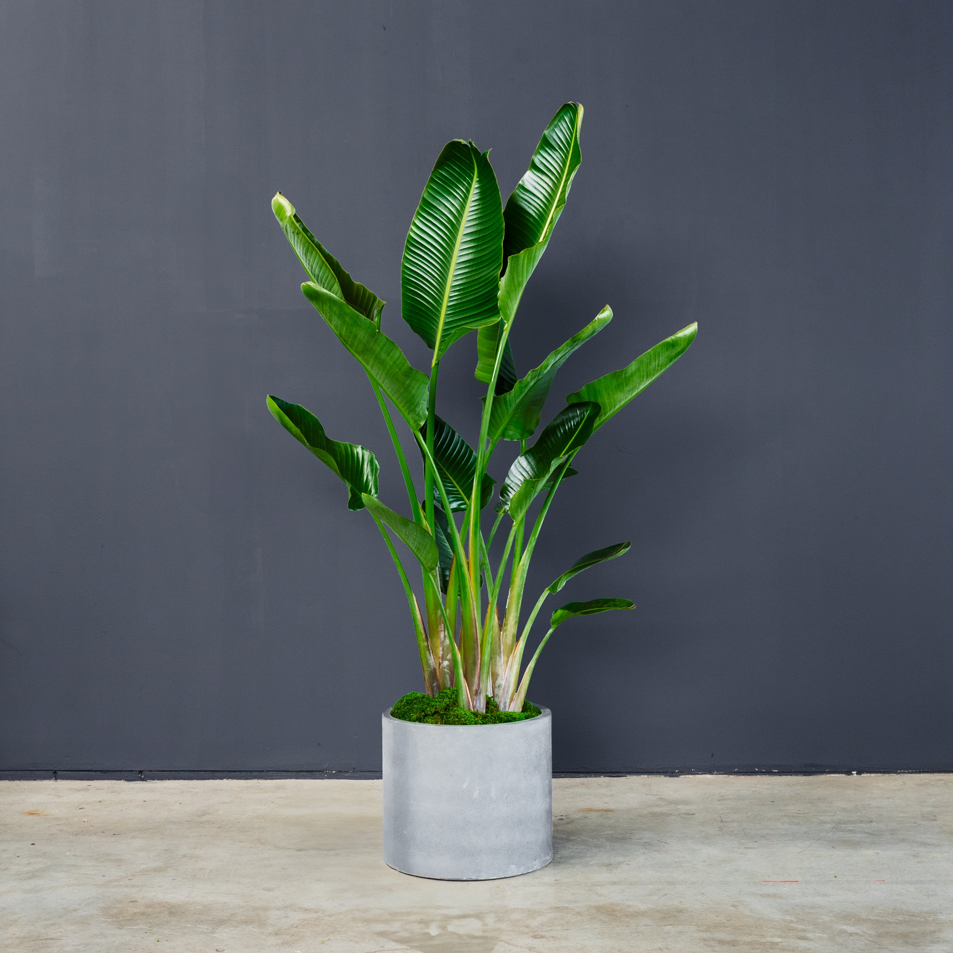 giant bird of paradise plant indoor Giant Bird of Paradise (Strelitzia nicolai)