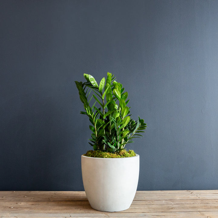 ZZ plant (Zamioculcas Zamifolia)
