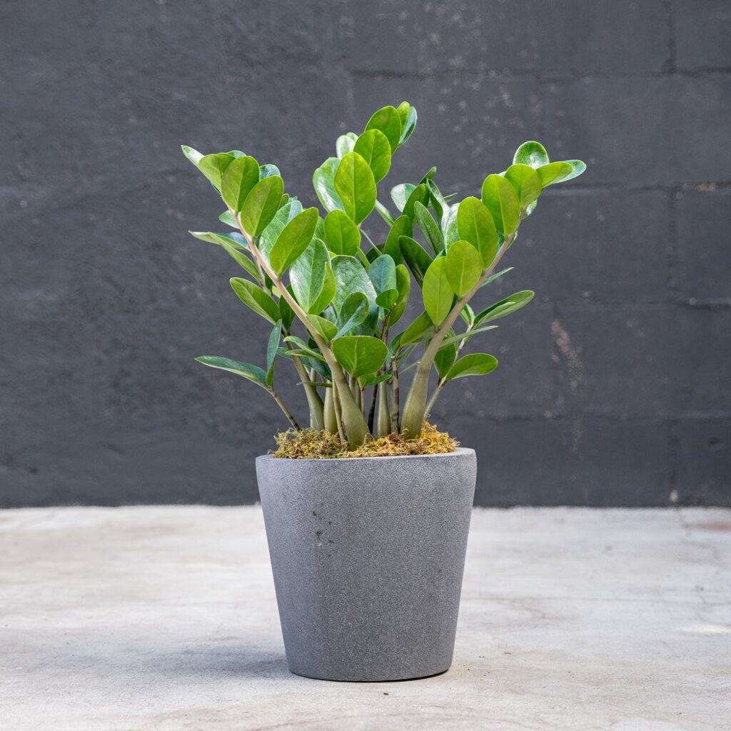zz plant brings good luck ZZ plant Lucky (Zamioculcas Zamilfola)