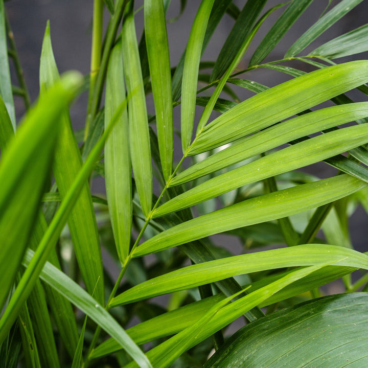 Palm - Bamboo (Chamaedora seifrizii)