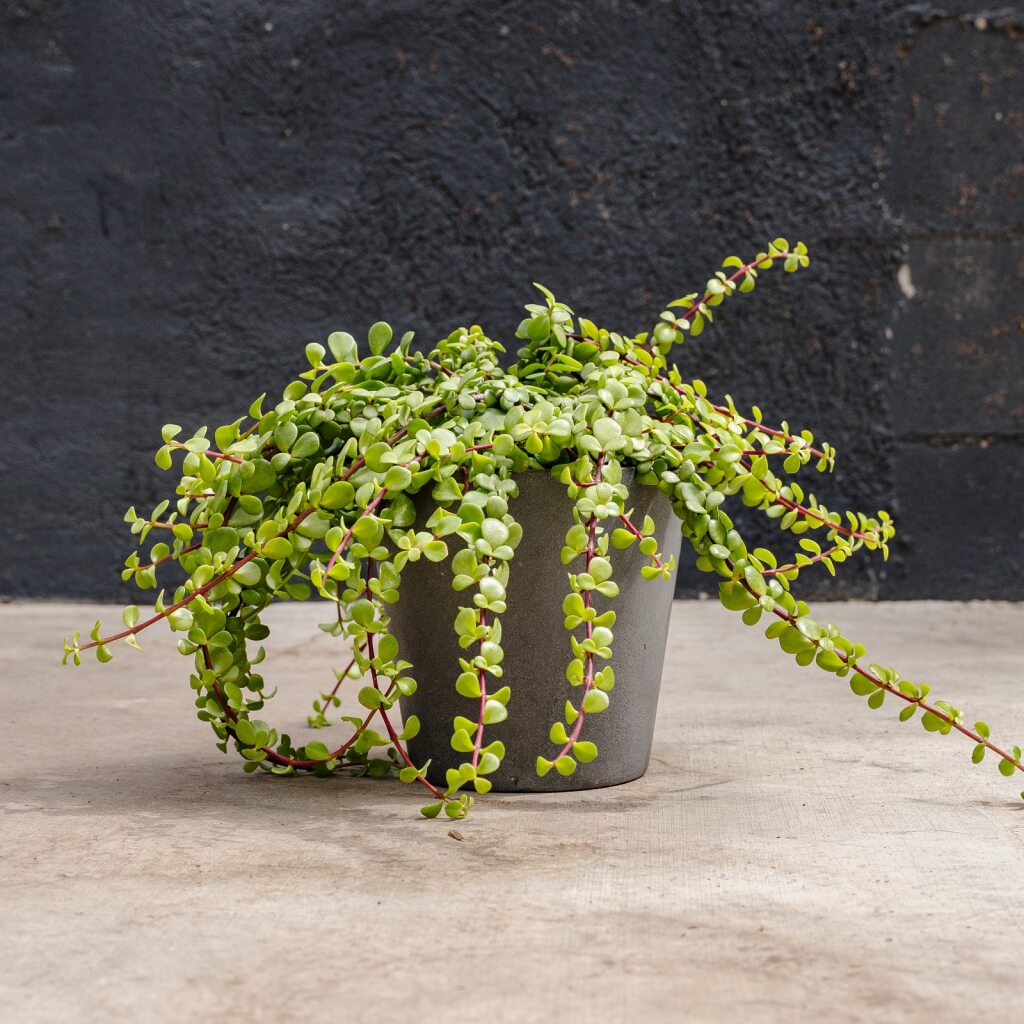portulacaria afra vs jade plant Portulacaria Hanging Minima (Portulacaria afra Minima)