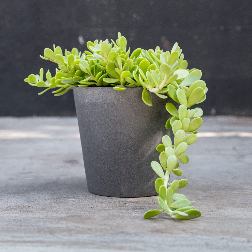 trailing jade succulent Senecio Jacobensii (Trailing Jade)