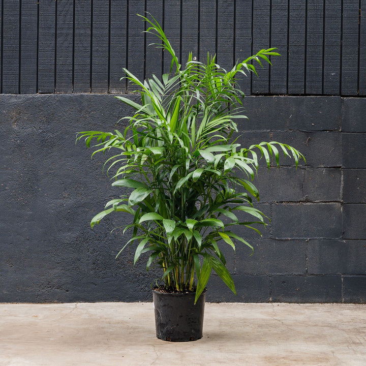 Palm - Bamboo (Chamaedora seifrizii)