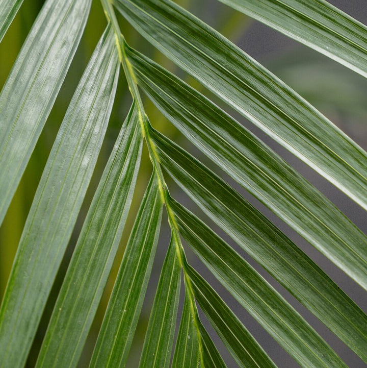 Palm - Cat (Chamaedora cataracterum)