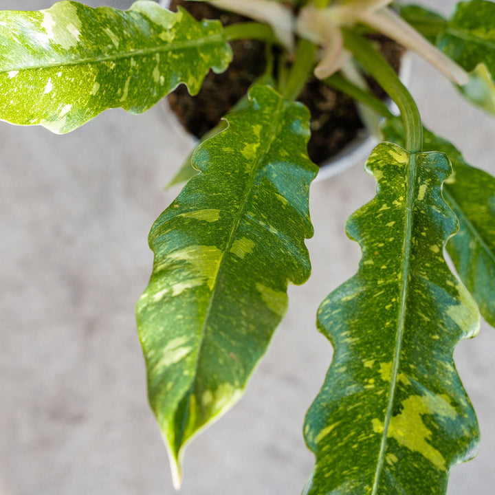Philodendron Ring of Fire (Philodendron serratum)