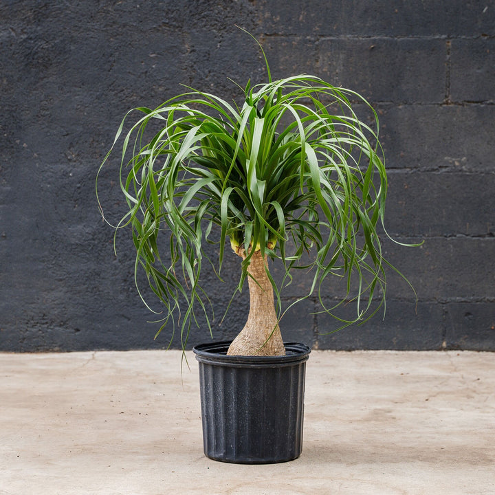 Ponytail Palm (Beaucarnea recurvata)