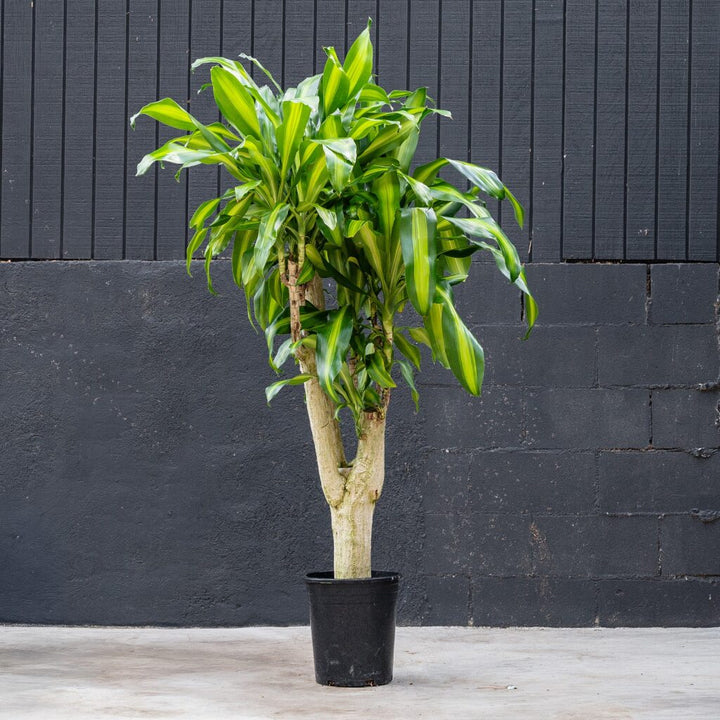 Dracaena Fragrans 'Massangeana' Stump (Dragon Plant)