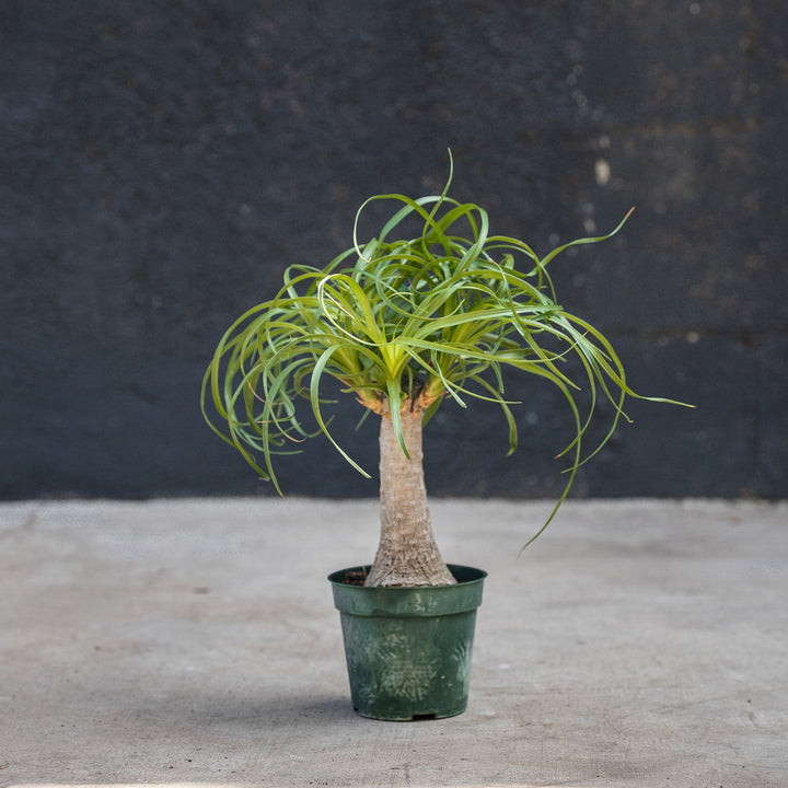Ponytail Palm (Beaucarnea recurvata)