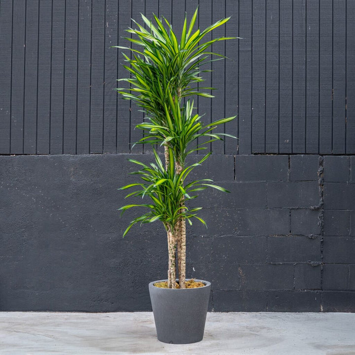 Dracaena Randy (Dragon Plant)