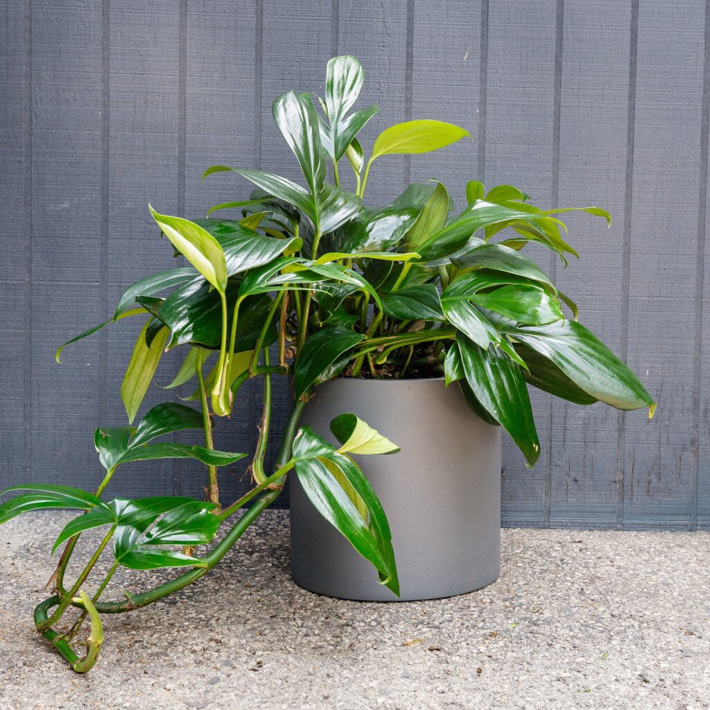 philodendron vining Philodendron Dragontail (Philodendron Dragon Tail) – Rolling Greens
