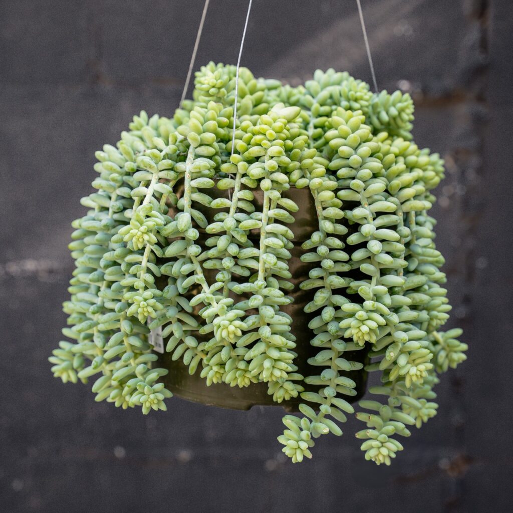 succulent donkey Sedum Donkey Tail (Sedum morganianum)