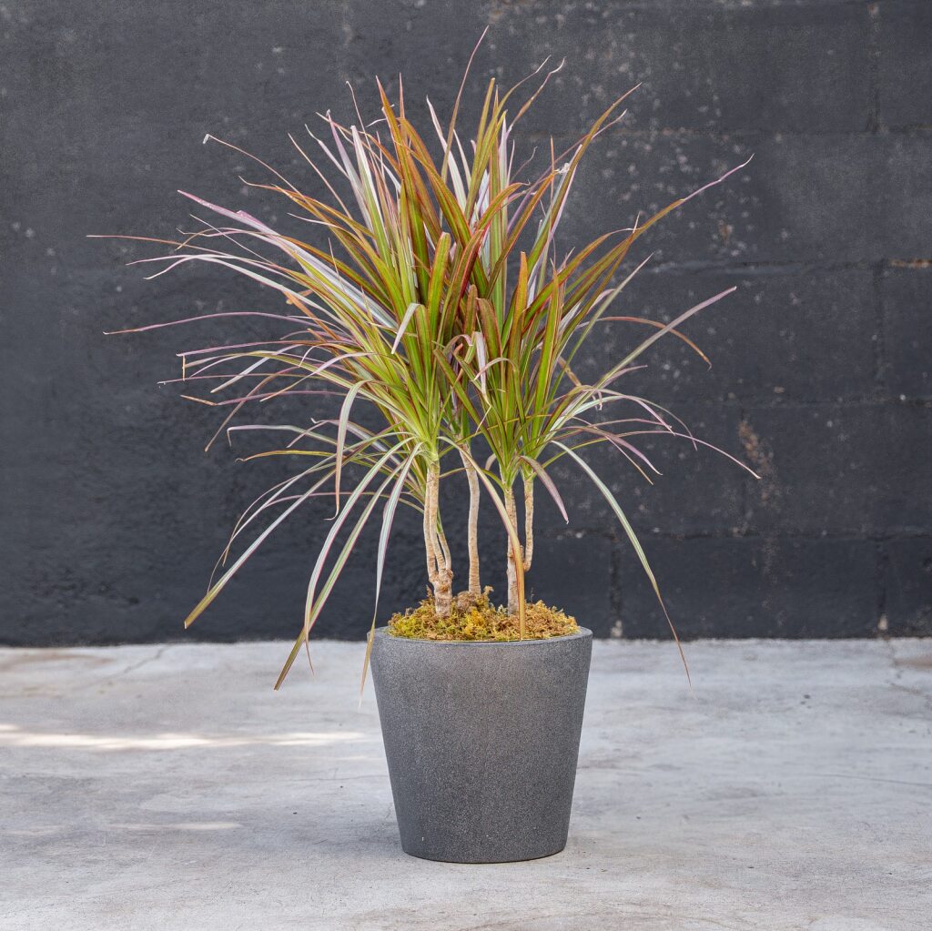 red edge dracaena flower Dracaena Marginata (Red Princess)