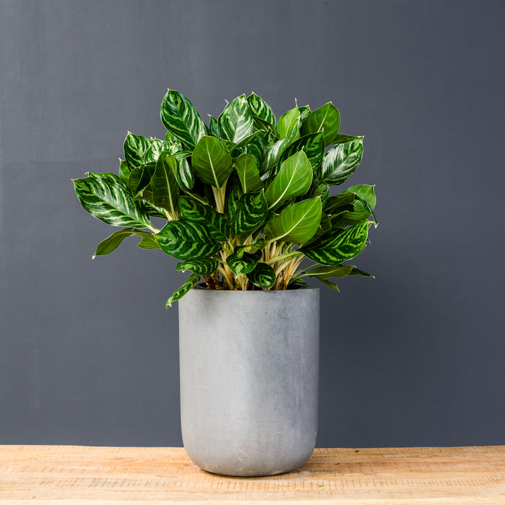 Chinese Evergreen (Aglaonema 'Legacy')