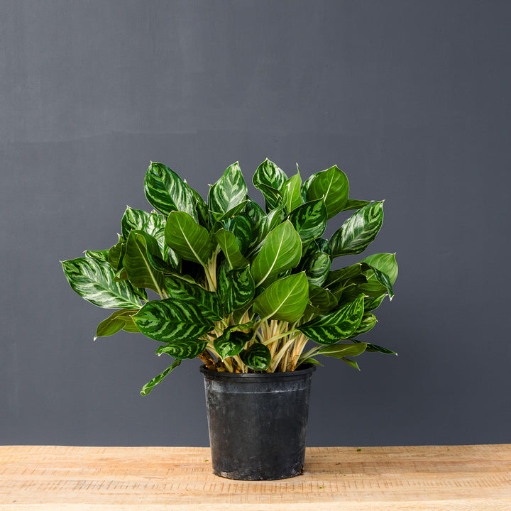 Chinese Evergreen (Aglaonema 'Legacy')
