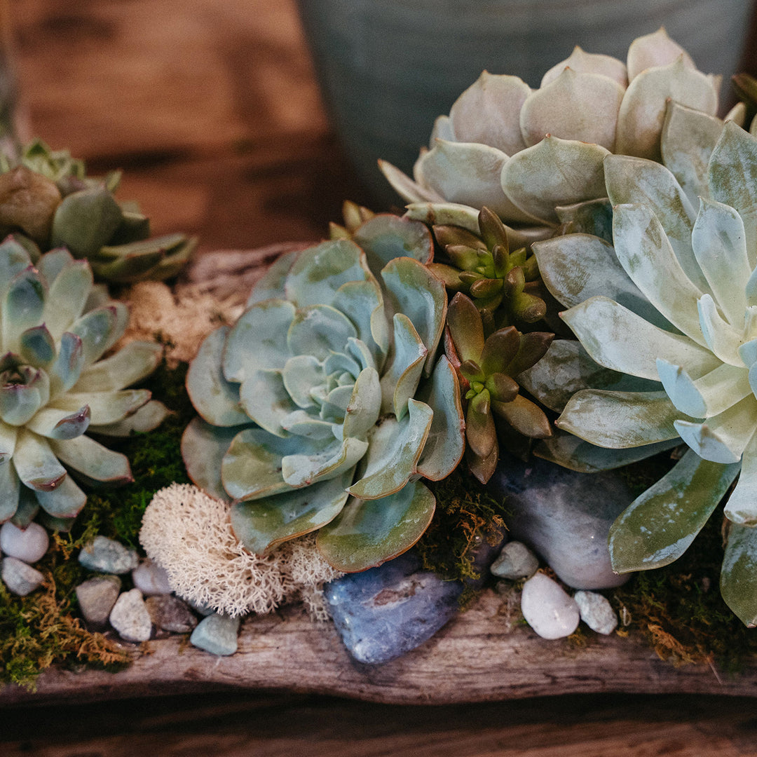 September 23 | Succulent Driftwood Workshop