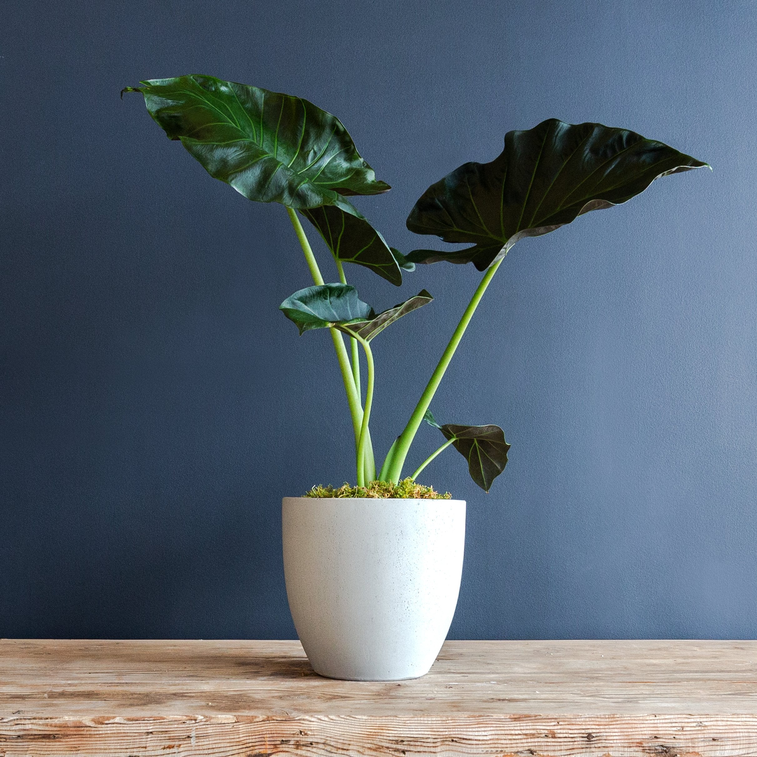 Alocasia Regal Shields (Elephant Ear) 8 in